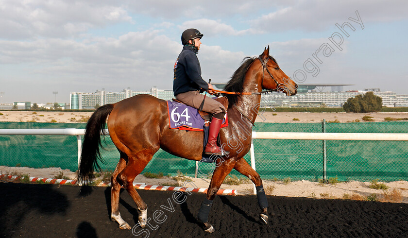 Encore-D or-0002 
 ENCORE D'OR, trained by Robert Cowell, exercising in preparation for The Dubai World Cup Carnival, Meydan 18 Jan 2018 - Pic Steven Cargill / Racingfotos.com