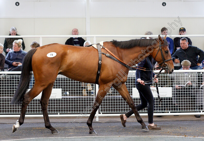 Lot-0079-Desiremoi-D Authie-0001 
 Lot 079 DESIREMOI D'AUTHIE selling for £22,000 at Tattersalls Ireland Ascot Sale
5 Jun 2018 - Pic Steven Cargill / Racingfotos.com