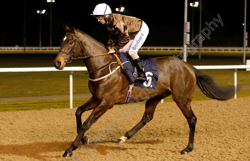 Lord-Lamington-0001 
 LORD LAMINGTON (Joe Fanning)
Wolverhampton 26 Feb 2019 - Pic Steven Cargill / Racingfotos.com