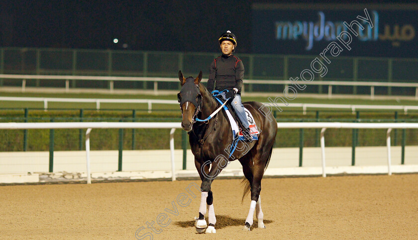 Midnight-Bourbon-0001 
 MIDNIGHT BOURBON training for the Dubai World Cup
Meydan, Dubai, 22 Mar 2022 - Pic Steven Cargill / Racingfotos.com