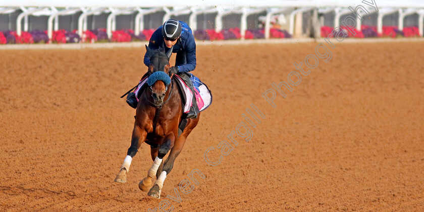 Dancing-Prince-0002 
 DANCING PRINCE training for The Riyadh Dirt Sprint
King Abdulaziz Racecourse, Kingdom of Saudi Arabia, 22 Feb 2023 - Pic Steven Cargill / Racingfotos.com