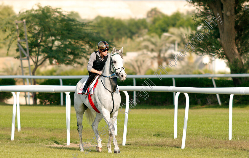 Lord-Glitters-0001 
 LORD GLITTERS (Jason Watson) exercising in preparation for Friday's Bahrain International Trophy
Sakhir Racecourse, Bahrain 17 Nov 2021 - Pic Steven Cargill / Racingfotos.com