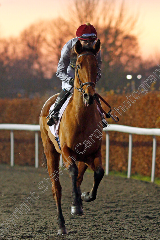 Al-Dawodiya-0001 
 AL DAWODIYA (Jim Crowley)
Kempton 4 Dec 2019 - Pic Steven Cargill / Racingfotos.com