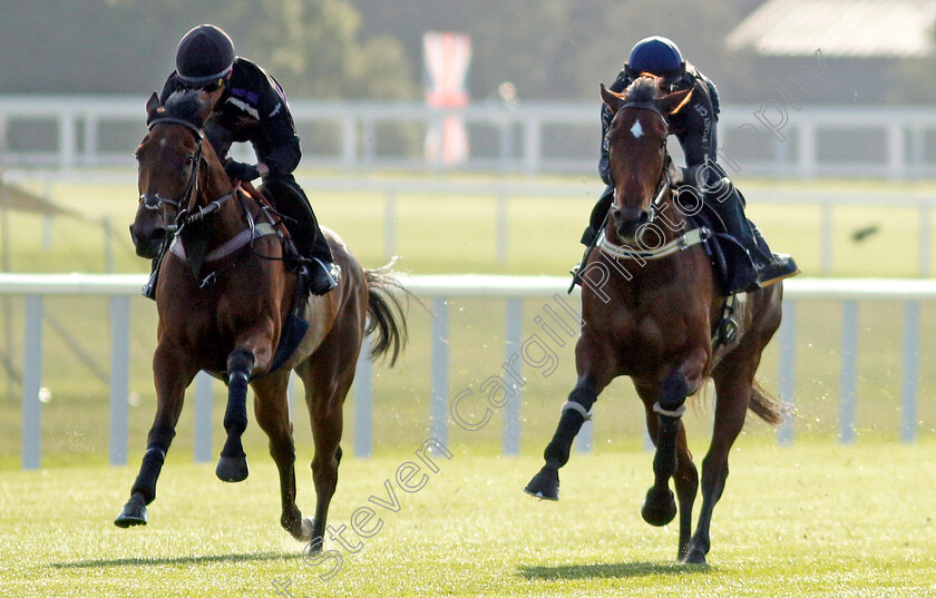 Coolangatta-0008 
 COOLANGATTA (right, James McDonald) preparing for Royal Ascot
Ascot 14 Jun 2023 - Pic Steven Cargill / Racingfotos.com