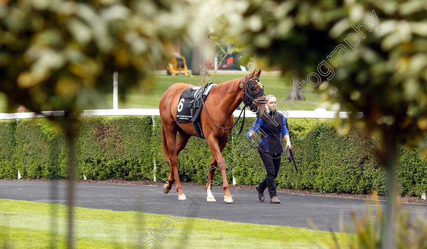 Lady-Pauline-0003 
 LADY PAULINE in the pre-parade ring
Ascot 1 May 2019 - Pic Steven Cargill / Racingfotos.com