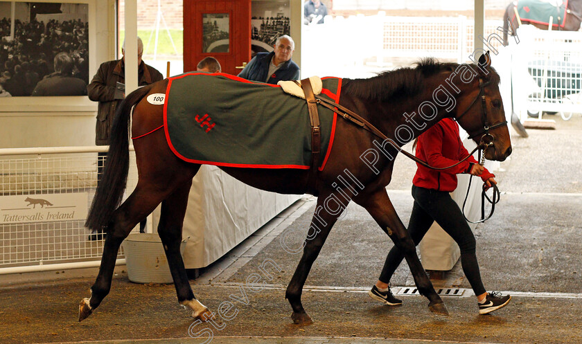 Lot-0100-Joust-£16000-0001 
 Lot 100 JOUST selling for £16000 at Tattersalls Ireland Ascot November Sale 9 Nov 2017 - Pic Steven Cargill / Racingfotos.com