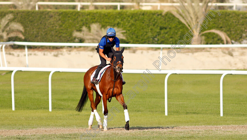 Barney-Roy-0003 
 BARNEY ROY exercising in preparation for Friday's Bahrain International Trophy
Sakhir Racecourse, Bahrain 18 Nov 2021 - Pic Steven Cargill / Racingfotos.com