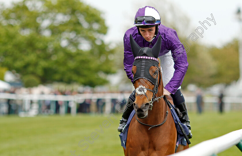 Hello-You 
 HELLO YOU (Rossa Ryan)
Newmarket 1 May 2022 - Pic Steven Cargill / Racingfotos.com