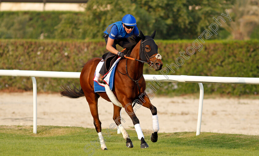 Dream-Castle-0002 
 DREAM CASTLE training for the Bahrain International Trophy
Rashid Equestrian & Horseracing Club, Bahrain, 18 Nov 2020