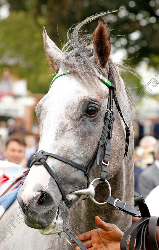 Logician-0013 
 LOGICIAN after The Sky Bet Great Voltigeur Stakes
York 21 Aug 2019 - Pic Steven Cargill / Racingfotos.com