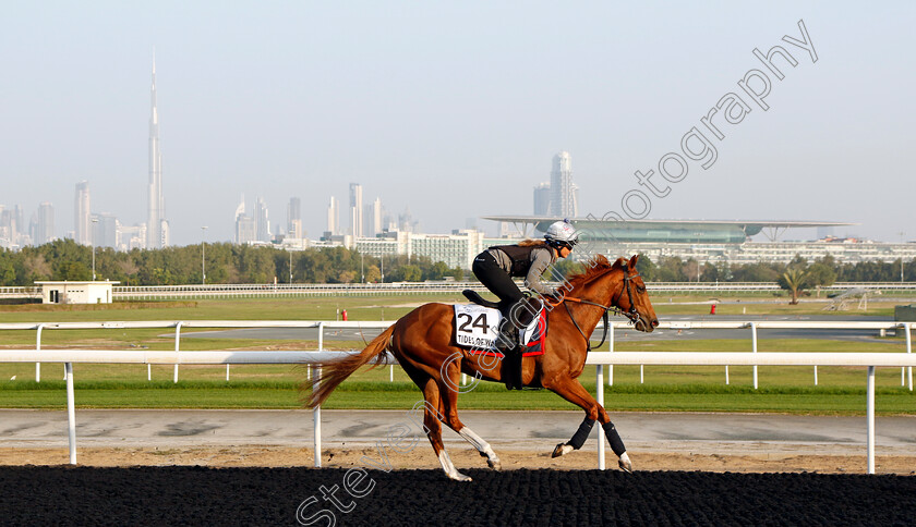 Tides-Of-War-0001 
 TIDES OF WAR training at Meydan, Dubai
2 Feb 2023 - Pic Steven Cargill / Racingfotos.com