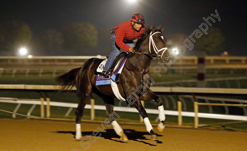 Lost-Ark-0001 
 LOST ARK training for the Breeders' Cup Juvenile
Keeneland USA 2 Nov 2022 - Pic Steven Cargill / Racingfotos.com