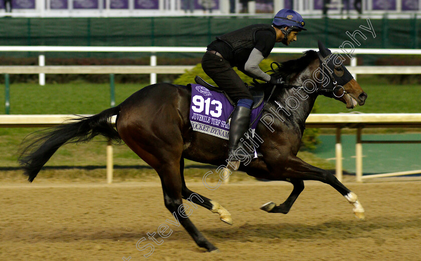 Pocket-Dynamo-0001 
 POCKET DYNAMO exercising ahead of The Breeders' Cup Juvenile Turf Sprint
Churchill Downs USA 31 Oct 2018 - Pic Steven Cargill / Racingfotos.com