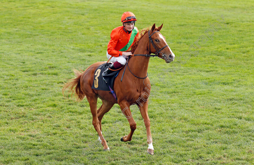 Centrallia-0001 
 CENTRALLIA (Rob Hornby)
Newmarket 30 Oct 2021 - Pic Steven Cargill / Racingfotos.com