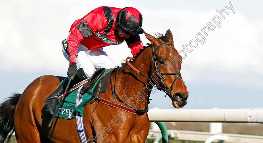 Ahoy-Senor-0007 
 AHOY SENOR (Derek Fox) wins The Doom Bar Sefton Novices Hurdle
Aintree 9 Apr 2021 - Pic Steven Cargill / Racingfotos.com