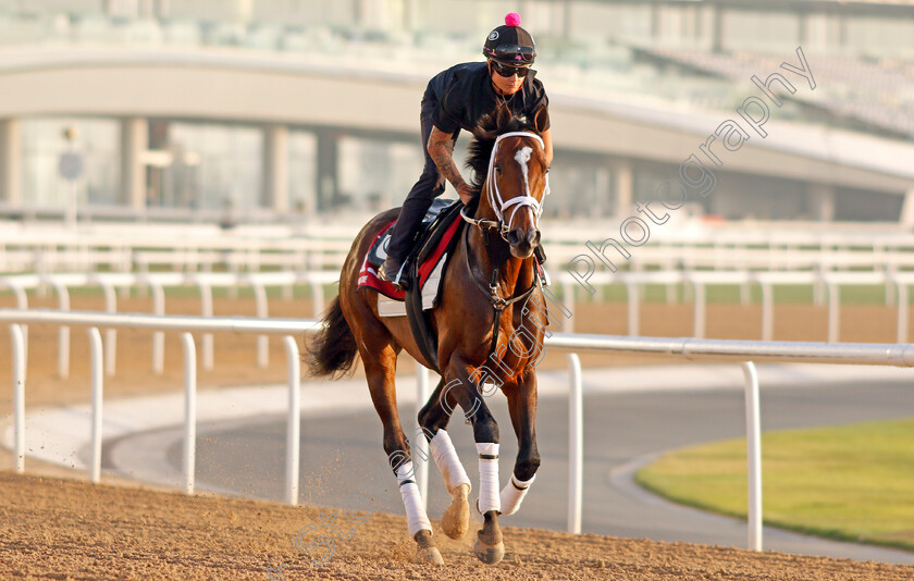 Run-Time-0001 
 RUN TIME exercising in preparation for The Dubai Gold Cup Meydan 28 Mar 2018 - Pic Steven Cargill / Racingfotos.com