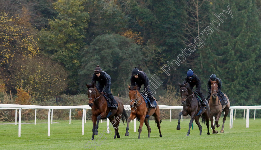 Sir-Psycho,-Givemefive,-Jus-De-Citron-and-Queens-Gamble-0002 
 left to right: SIR PSYCHO, GIVEMEFIVE, JUS DE CITRON and QUEENS GAMBLE 
Coral Gold Cup gallops morning Newbury 19 Nov 20234 - Pic Steven Cargill / Racingfotos.com