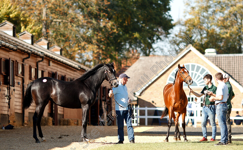 Tattersalls-0001 
 Scene at Tattersalls Yearling Sale Book1
Newmarket 10 Oct 2018 - Pic Steven Cargill / Racingfotos.com