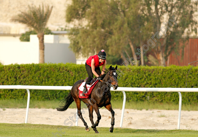 Certain-Lad-0001 
 CERTAIN LAD training for the Bahrain International Trophy
Rashid Equestrian & Horseracing Club, Bahrain, 18 Nov 2020