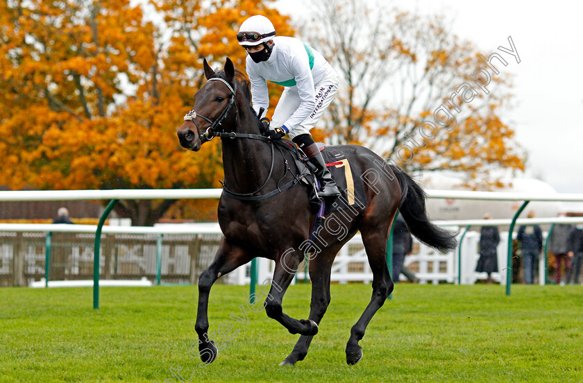 Sevenal-0001 
 SEVENAL (Robert Havlin)
Newmarket 21 Oct 2020 - Pic Steven Cargill / Racingfotos.com