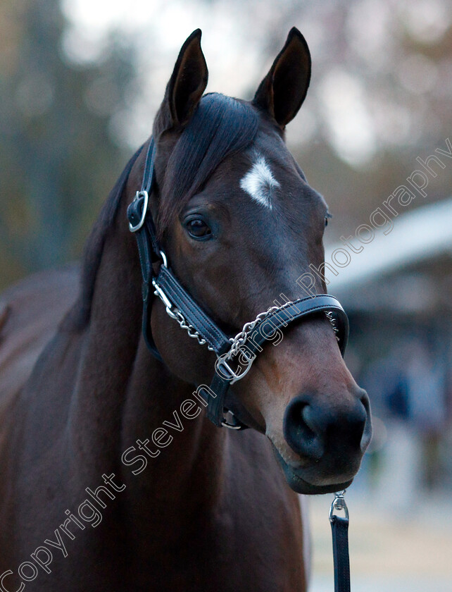 Lady-Aurelia-0003 
 LADY AURELIA before selling for $7.5million at Fasig Tipton, Lexington USA
4 Nov 2018 - Pic Steven Cargill / Racingfotos.com