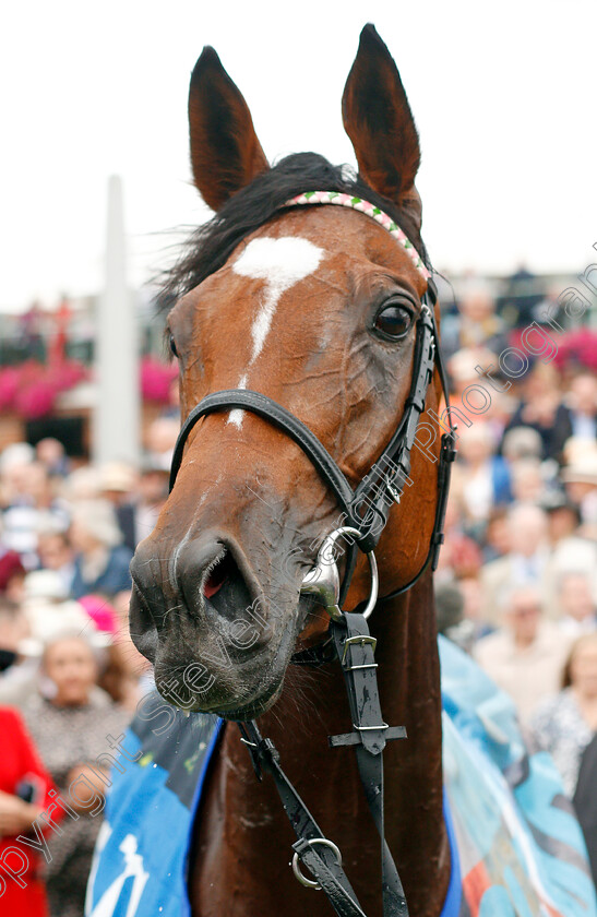 Enable-0017 
 ENABLE after The Darley Yorkshire Oaks
York 22 Aug 2019 - Pic Steven Cargill / Racingfotos.com