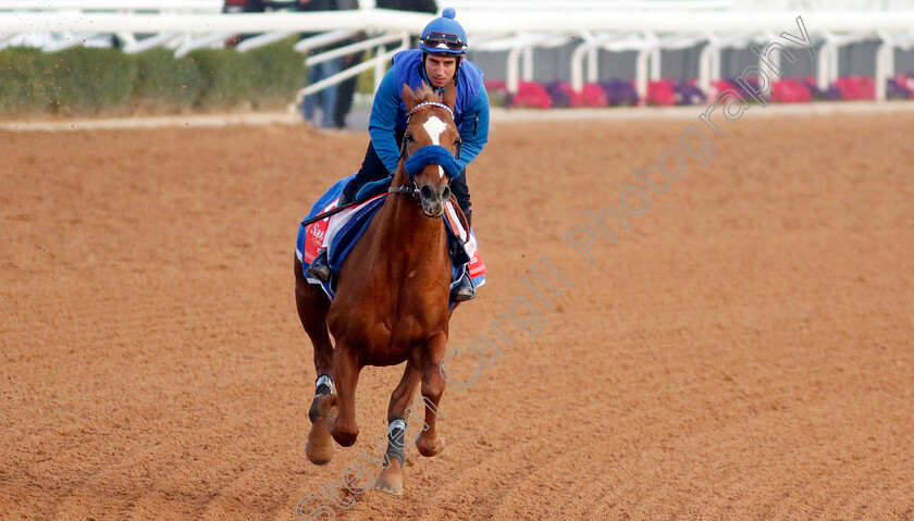 Sisfahan-0001 
 SISFAHAN training for The Red Sea Turf Handicap
King Abdulaziz Racecourse, Kingdom of Saudi Arabia, 22 Feb 2023 - Pic Steven Cargill / Racingfotos.com