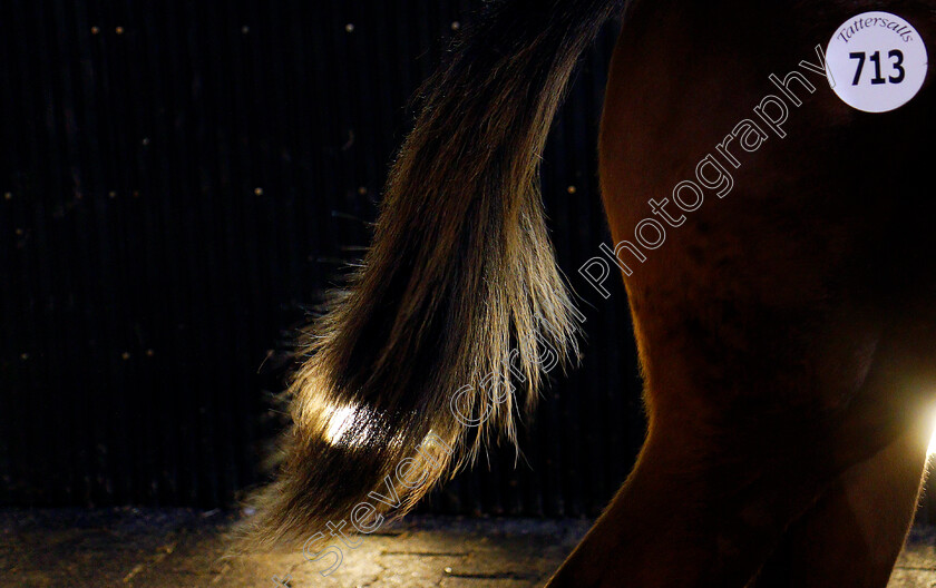 Foals-0009 
 A foal waiting to be sold at Tattersalls December Foal Sale, Newmarket 30 Nov 2017 - Pic Steven Cargill / Racingfotos.com