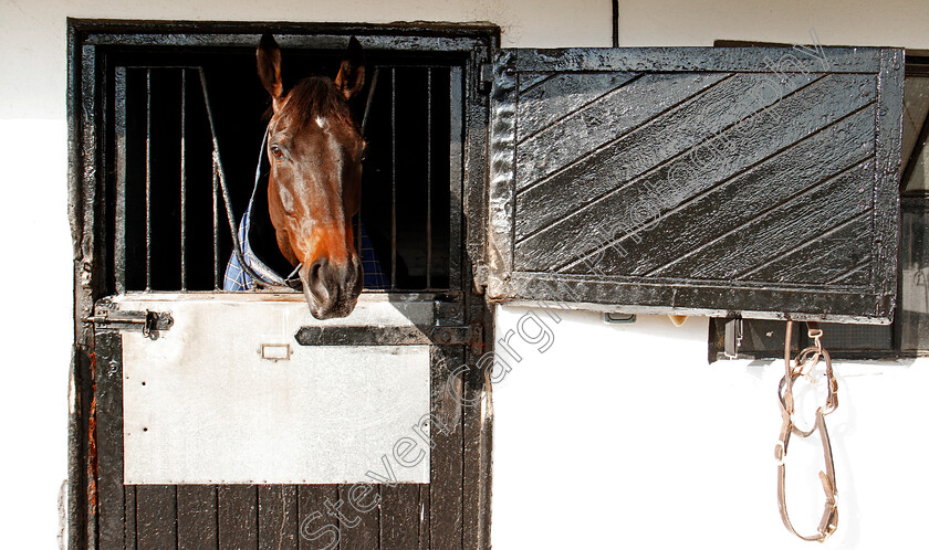 Might-Bite-0003 
 MIGHT BITE at the stables of Nicky Henderson, Lambourn 6 Feb 2018 - Pic Steven Cargill / Racingfotos.com