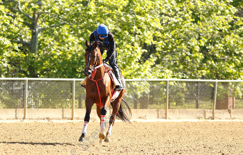 Bodexpress-0003 
 BODEXPRESS exercising in preparation for the Preakness Stakes
Pimlico, Baltimore USA, 15 May 2019 - Pic Steven Cargill / Racingfotos.com