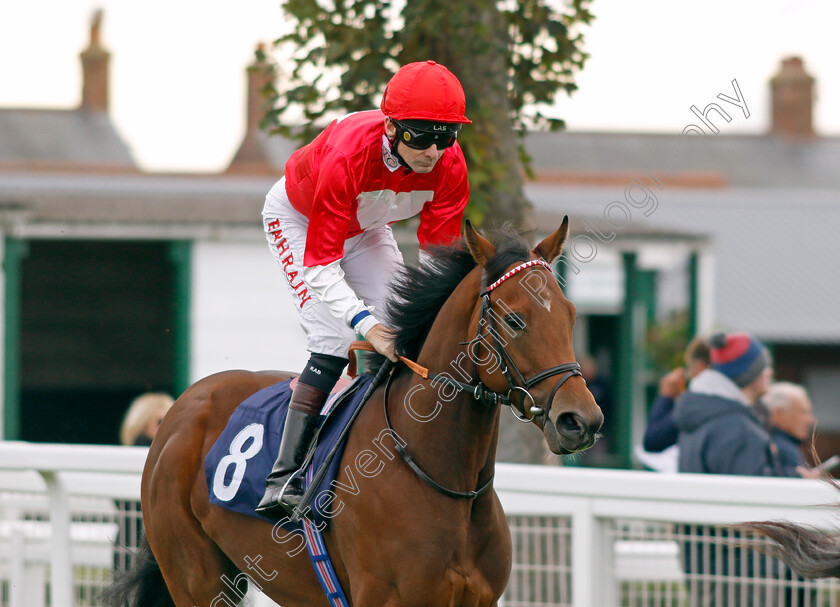 Rogue-Fighter-0002 
 ROGUE FIGHTER (Robert Havlin)
Yarmouth 16 Oct 2023 - Pic Steven Cargill / Racingfotos.com