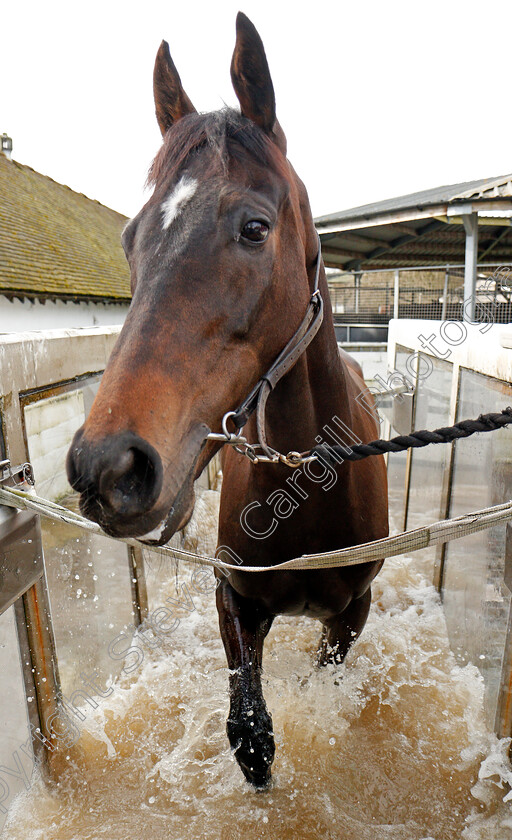 Charli-Parcs-0001 
 CHARLI PARCS exercising on the equine water treadmill at Nicky Henderson's stable in Lambourn 20 Feb 2018 - Pic Steven Cargill / Racingfotos.com