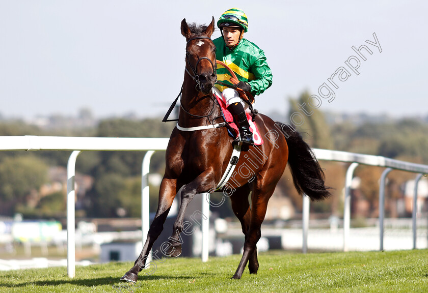 Numero-Uno-0001 
 NUMERO UNO (Silvestre De Sousa)
Sandown 19 Sep 2018 - Pic Steven Cargill / Racingfotos.com