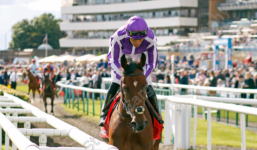 January-0001 
 JANUARY (Sean Levey)
Doncaster 12 Sep 20234 - Pic Steven Cargill / Racingfotos.com