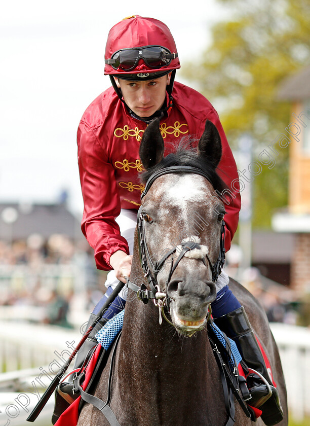 Roaring-Lion-0001 
 ROARING LION (Oisin Murphy) before winning The Betfred Dante Stakes York 17 May 2018 - Pic Steven Cargill / Racingfotos.com