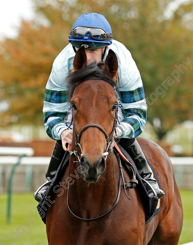 Quickthorn-0001 
 QUICKTHORN (Richard Kingscote)
Newmarket 23 Oct 2019 - Pic Steven Cargill / Racingfotos.com