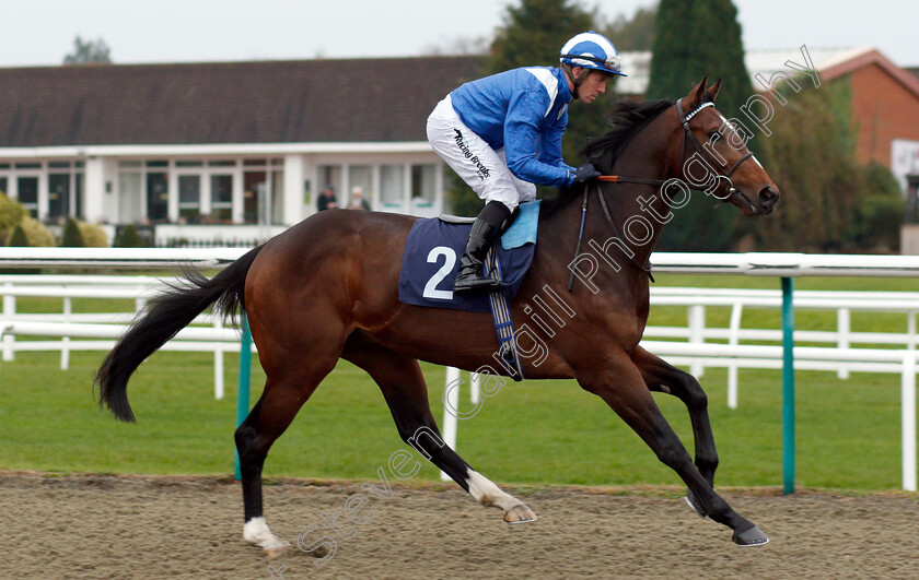 Dawaam-0001 
 DAWAAM (Jim Crowley) before winning The Ladbrokes Bet £5 Get £20 EBF Novice Stakes
Lingfield 20 Nov 2018 - Pic Steven Cargill / Racingfotos.com