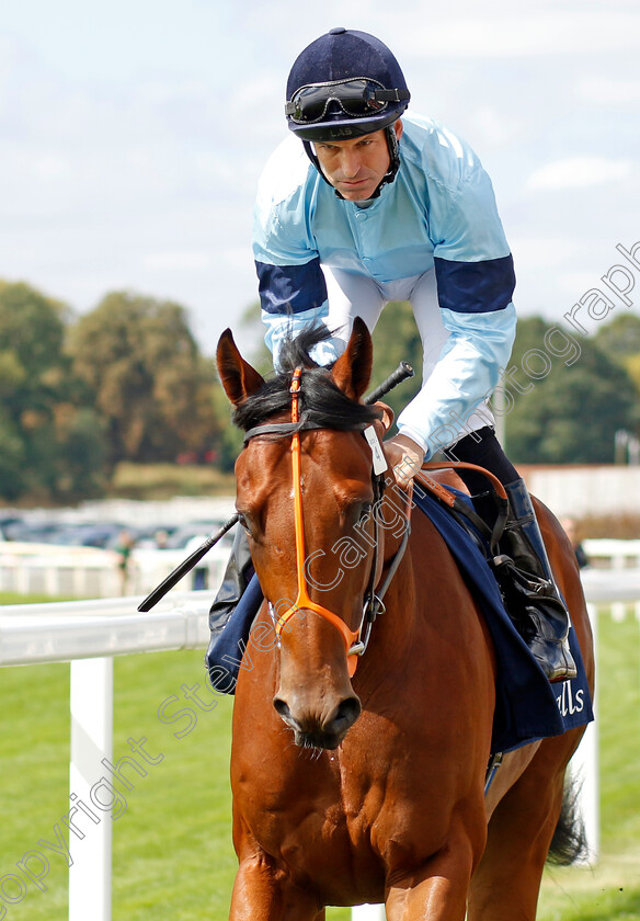 Hectic 
 HECTIC (Pat Dobbs)
York 17 Aug 2022 - Pic Steven Cargill / Racingfotos.com