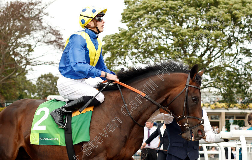 Poet s-Word-0002 
 POET'S WORD (James Doyle)
York 22 Aug 2018 - Pic Steven Cargill / Racingfotos.com