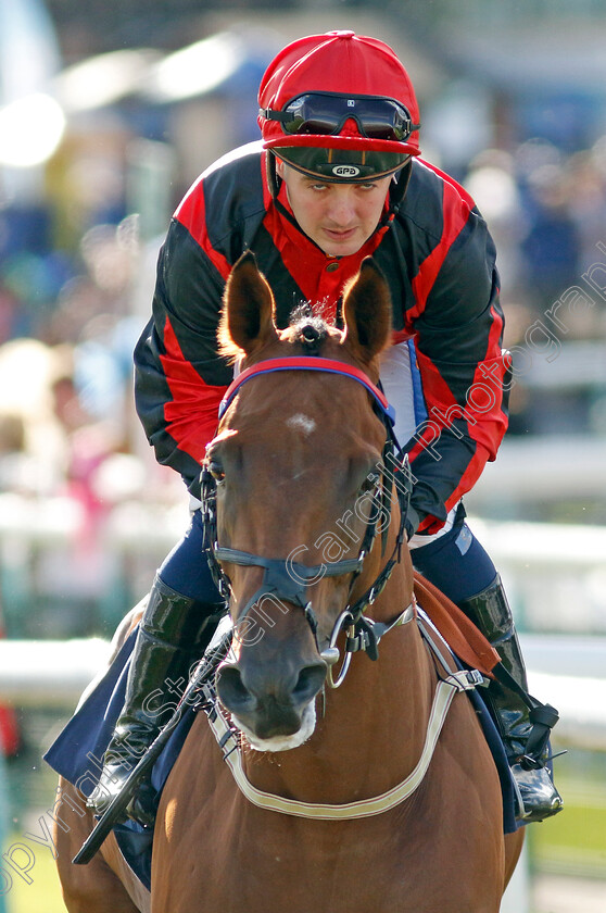 Qaseem-0001 
 QASEEM (Shane Gray)
Doncaster 12 Sep 20234 - Pic Steven Cargill / Racingfotos.com