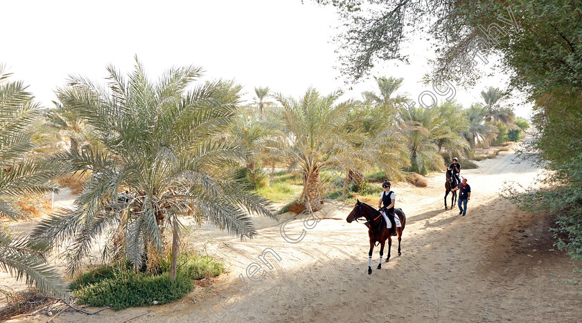 Victory-Chime-and-Pogo-0001 
 VICTORY CHIME leads POGO exercising in preparation for Friday's Bahrain International Trophy
Sakhir Racecourse, Bahrain 16 Nov 2021 - Pic Steven Cargill / Racingfotos.com