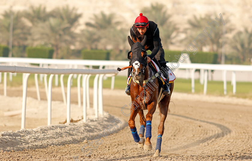 Emperor-Of-The-Sun-0003 
 EMPEROR OF THE SUN exercising in preparation for Friday's Bahrain International Trophy
Sakhir Racecourse, Bahrain 16 Nov 2021 - Pic Steven Cargill / Racingfotos.com