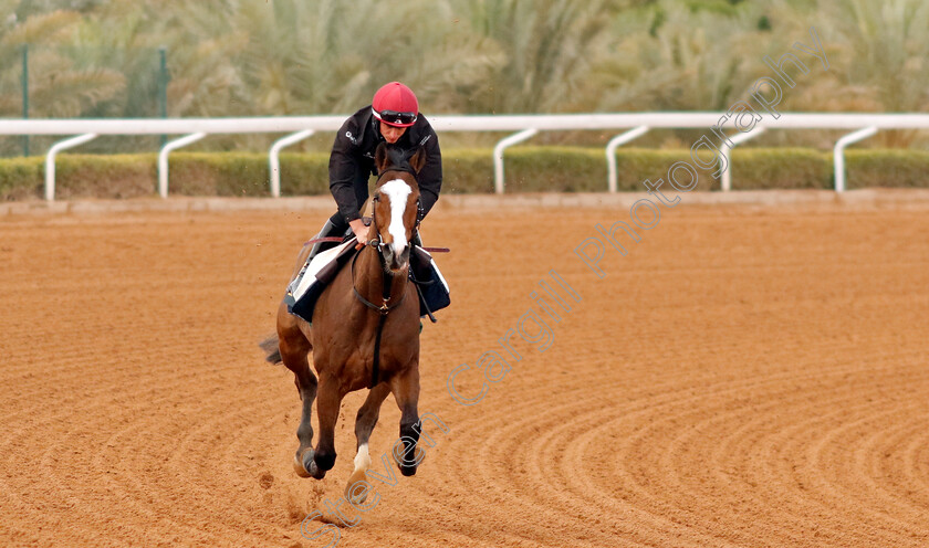 Spirit-Dancer-0001 
 SPIRIT DANCER training for The Neom Turf Cup
King Abdulaziz Racetrack, Saudi Arabia 22 Feb 2024 - Pic Steven Cargill / Racingfotos.com