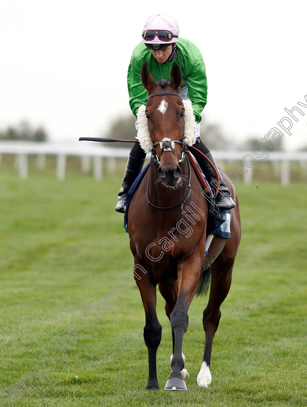 Galmarley-0001 
 GALMARLEY (David Probert)
Bath 17 Oct 2018 - Pic Steven Cargill / Racingfotos.com