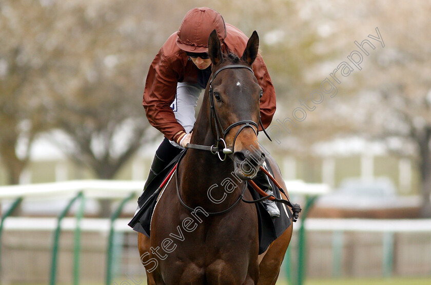 Mercenary-Rose-0002 
 MERCENARY ROSE (David Probert)
Newmarket 16 Apr 2019 - Pic Steven Cargill / Racingfotos.com