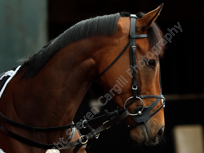 The-New-Lion-0003 
 THE NEW LION at Dan Skelton Cheltenham Festival preview morning
21 Feb 2025 - Pic Steven Cargill / Racingfotos.com