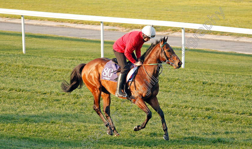 Primero-0001 
 PRIMERO, trained by David O'Meara, exercising in preparation for The Dubai World Cup Carnival, Meydan 18 Jan 2018 - Pic Steven Cargill / Racingfotos.com