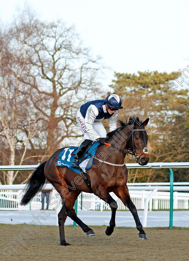 Obsidian-Knight-0005 
 OBSIDIAN KNIGHT (Tom Marquand) winner of The Huge Daily Boosts Only At Betuk Handicap
Lingfield 21 Jan 2023 - Pic Steven Cargill / Racingfotos.com