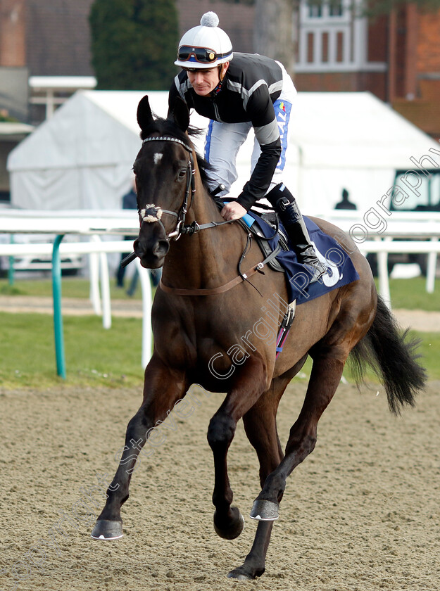 Lizzie-Lovett-0001 
 LIZZIE LOVETT (Kieran O'Neill)
Lingfield 7 Mar 2024 - Pic Steven Cargill / Racingfotos.com