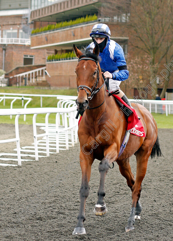 Faylaq-0001 
 FAYLAQ (Richard Kingscote)
Kempton 27 Mar 2021 - Pic Steven Cargill / Racingfotos.com